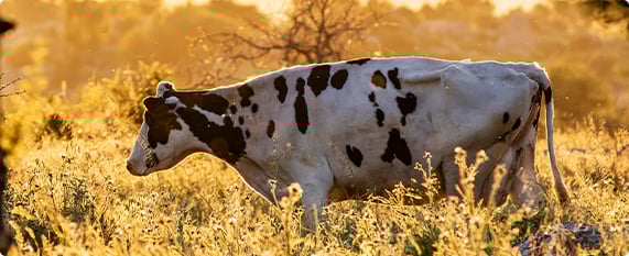 Cow-1 Cow-1