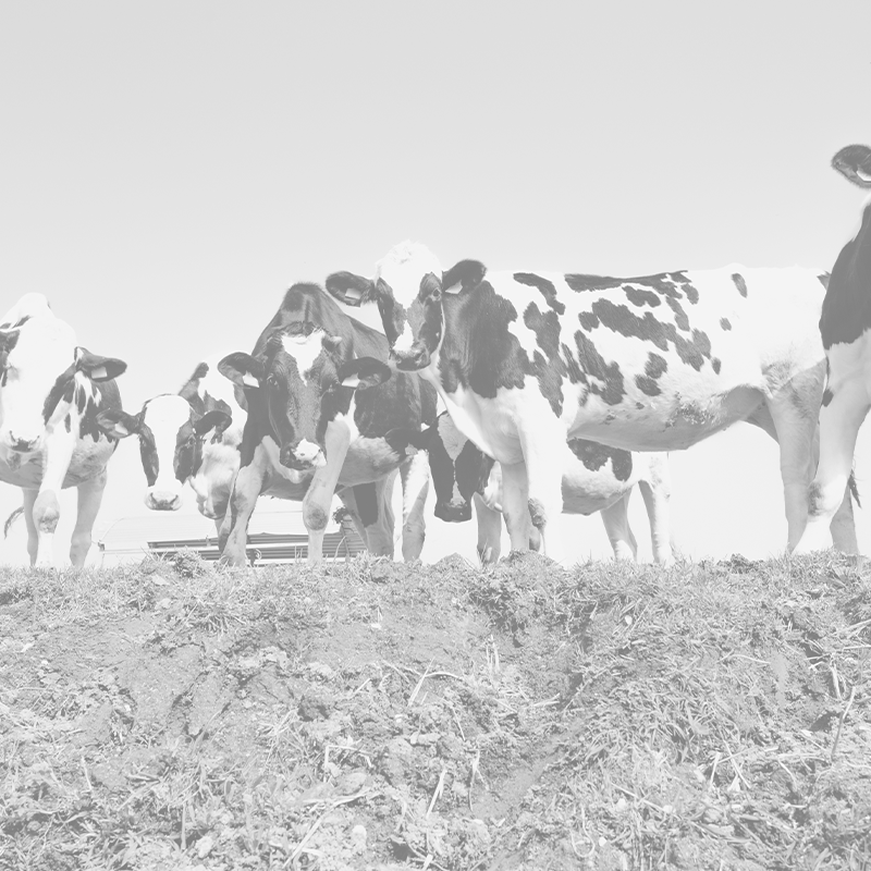 a-bunch-of-white-and-black-cows-in-the-countryside-2024-10-18-03-36-55-utc