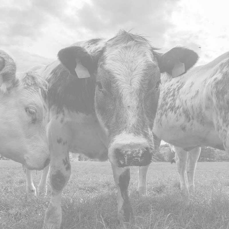 a-group-of-multi-colored-black-and-white-cows-graz-2025-03-11-13-15-58-utc