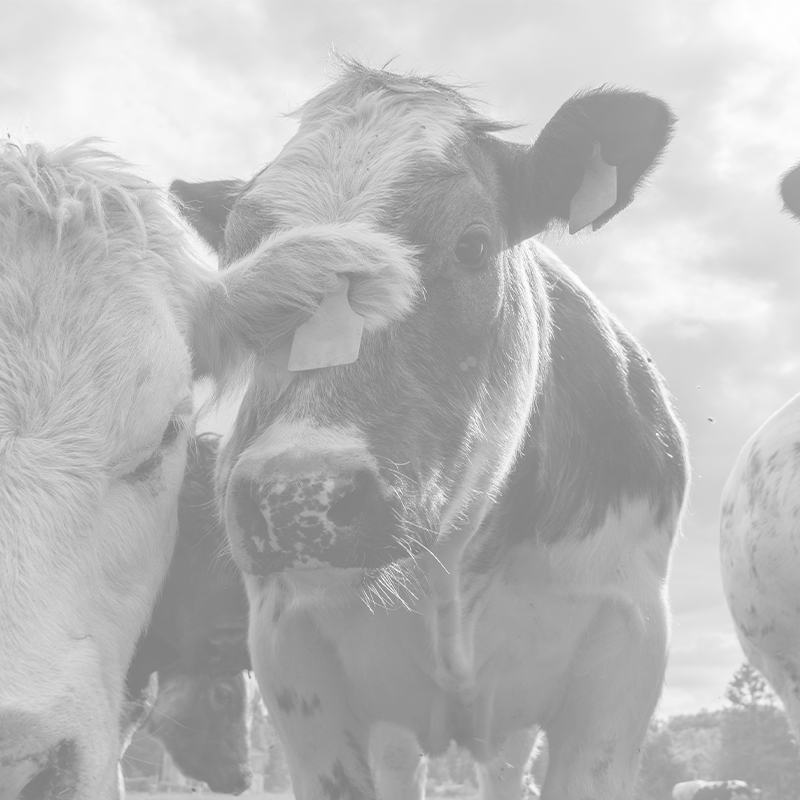 beautiful-spotted-fat-cows-graze-on-green-grass-in-2025-03-11-13-53-31-utc