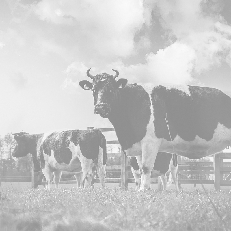 black-and-white-colored-bull-in-a-farmland-looking-2025-02-11-21-15-19-utc
