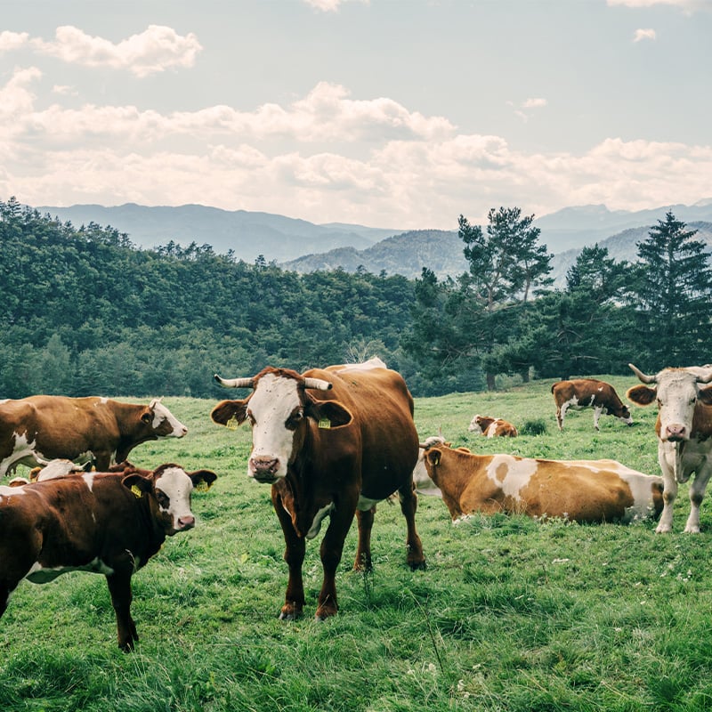 cows-feeding-and-resting-on-the-meadows-2025-01-15-13-05-24-utc