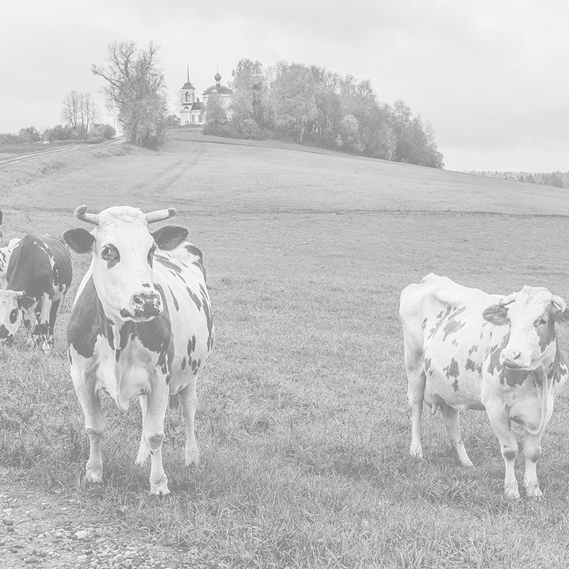 cows-graze-peacefully-in-a-green-pasture-during-a-2025-10-12-03-14-24-utc