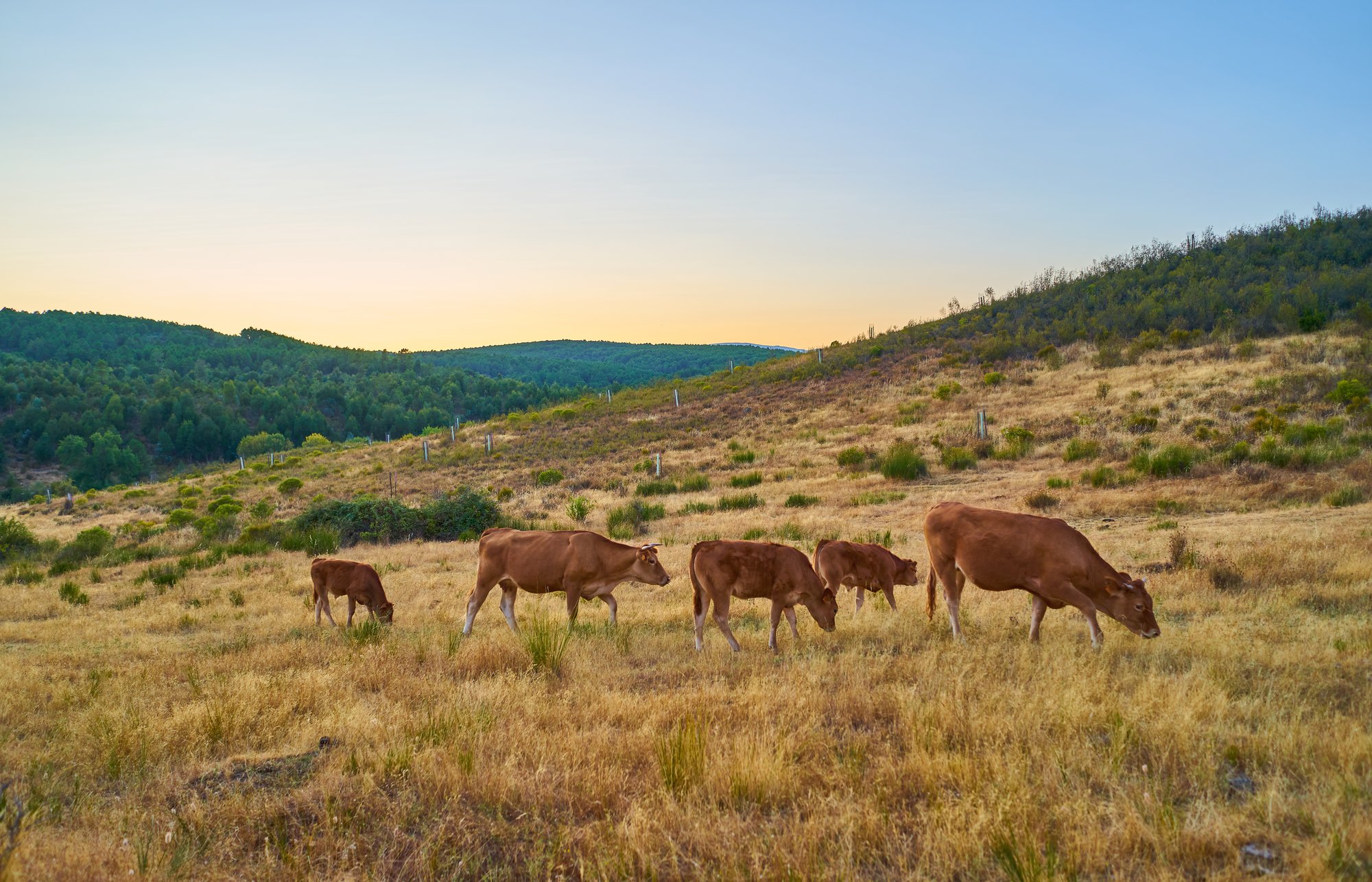 cows-grazing-in-the-sunset-of-extremadura-spain-2025-03-09-15-35-54-utc