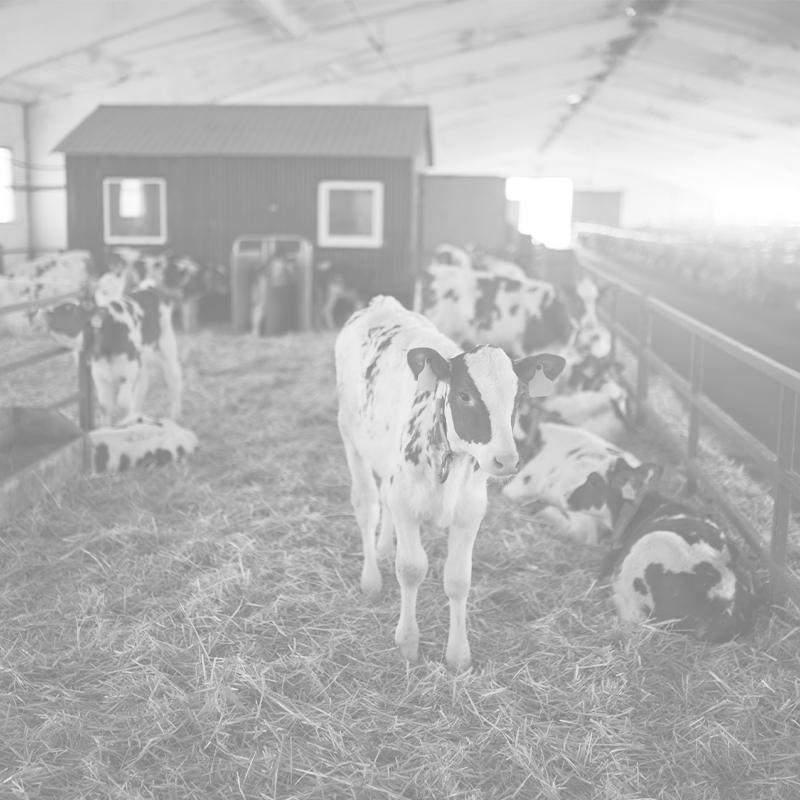 cows-in-a-farm-dairy-cows-in-a-farm-2025-10-16-08-33-31-utc