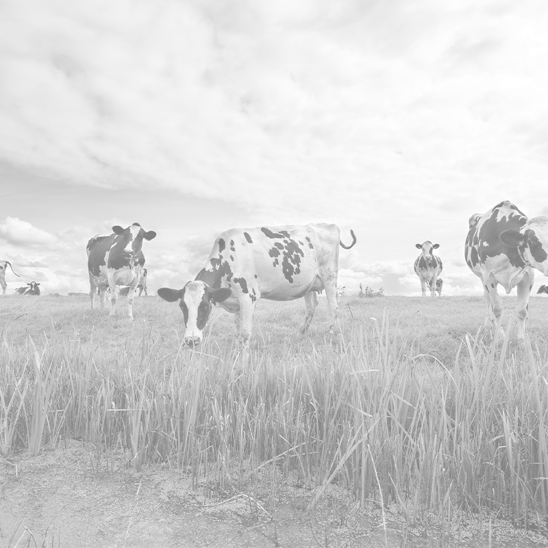 cows-on-green-pasture-over-blue-sky-2025-01-07-04-43-33-utc