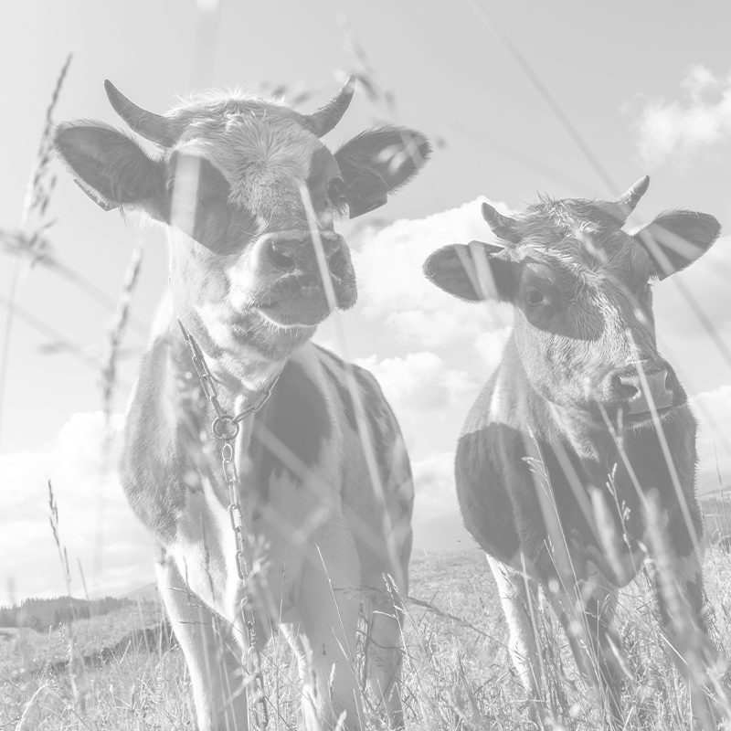 curious-cows-looking-at-camera-whle-grazing-on-gre-2025-03-31-19-57-52-utc