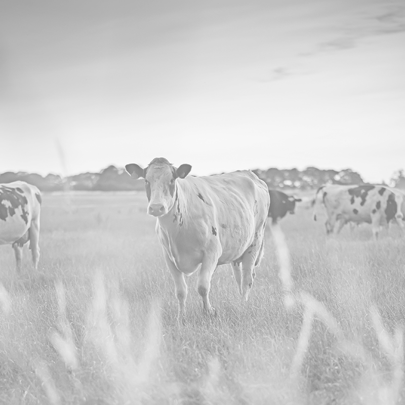 dairy-cattle-in-summer-meadow-at-sunset-2025-10-13-03-04-14-utc