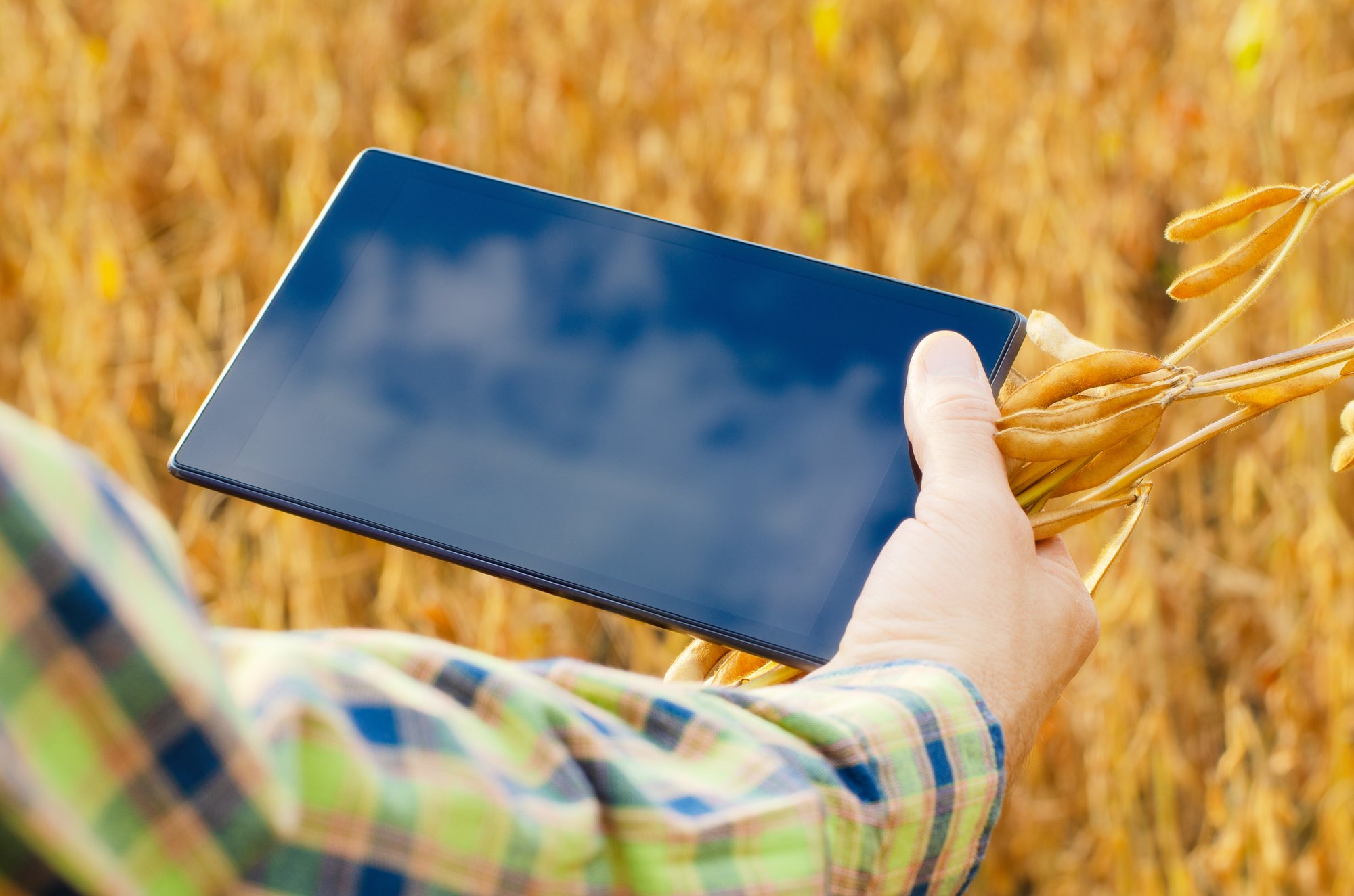 farmer-using-tablet-computer-for-inspecting-soy-at-2025-03-05-05-18-42-utc