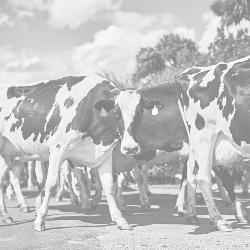 heading-out-to-pasture-2025-04-06-06-08-06-utc