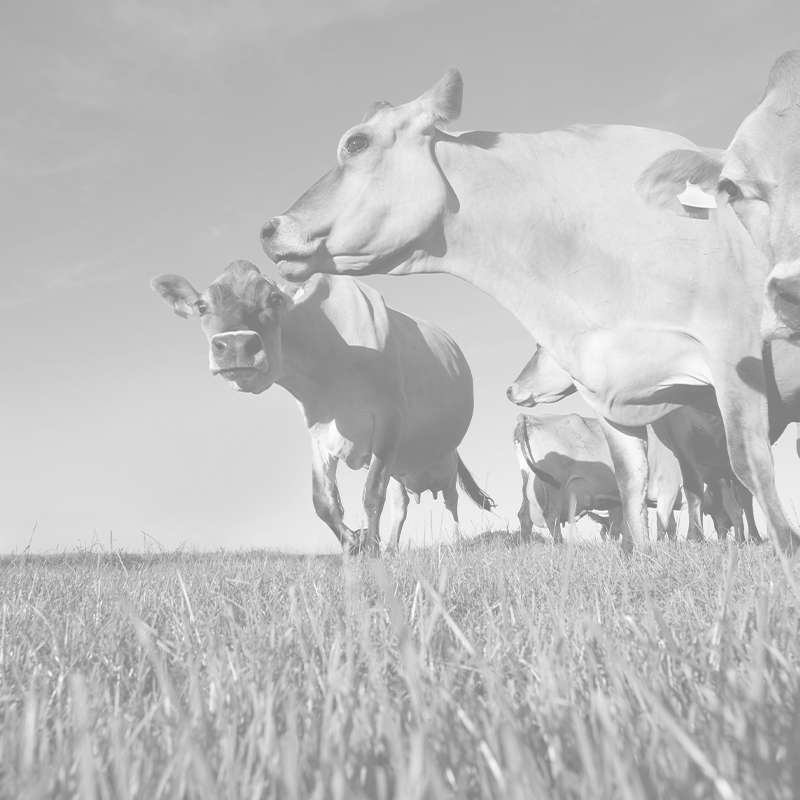 herd-of-jersey-cattle-grazing-in-field-on-livestoc-2025-10-16-23-54-24-utc