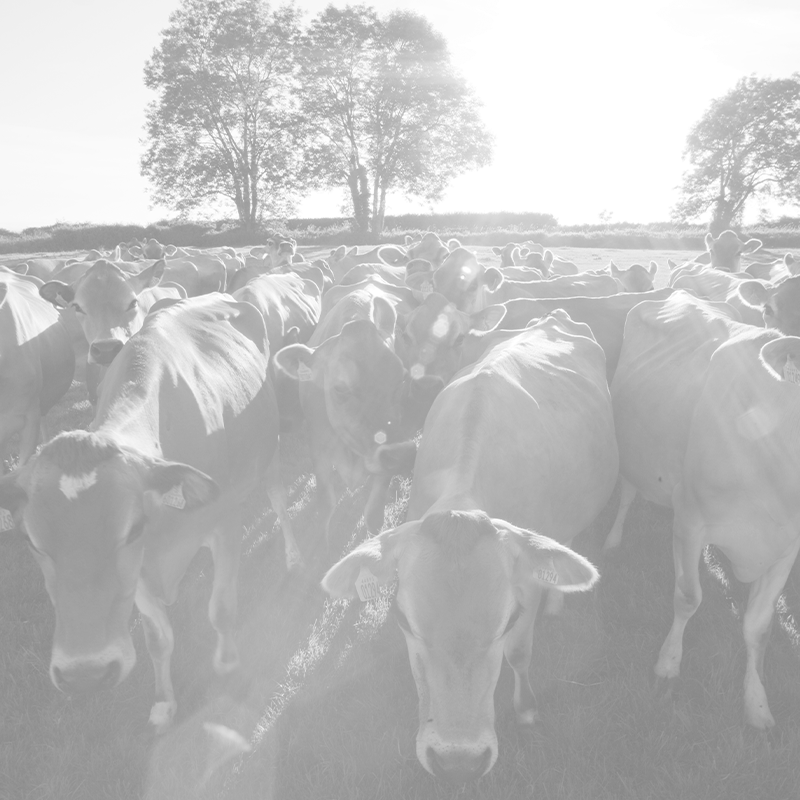 high-angle-view-of-a-herd-of-jersey-cows-grazing-i-2025-10-15-04-59-55-utc
