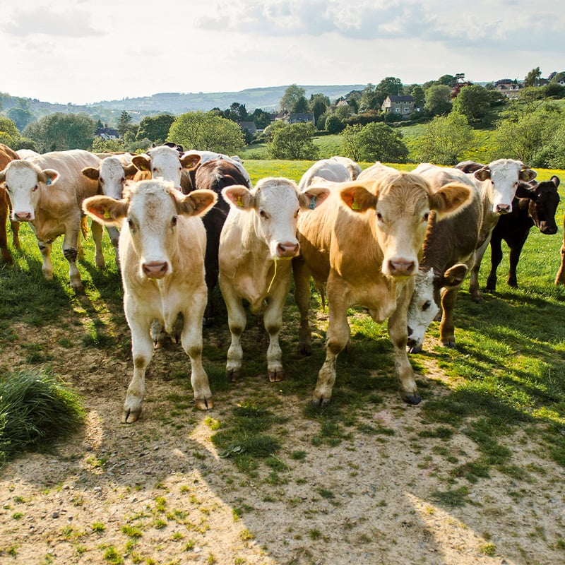 portrait-of-herd-of-cows-in-rural-green-field-2024-10-18-08-45-28-utc