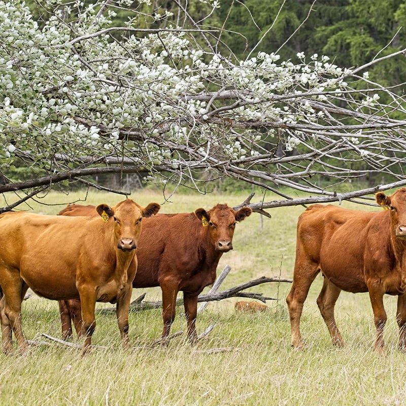 three-brown-cows-by-a-tree-in-washington-2025-10-08-13-01-06-utc