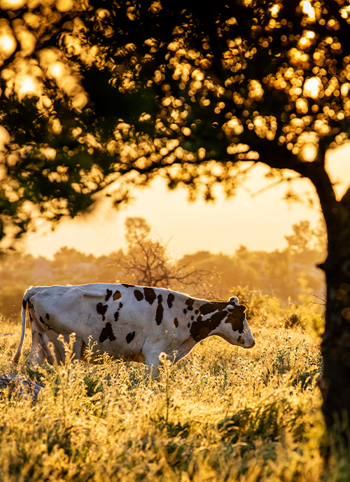 livestock-1 livestock-1